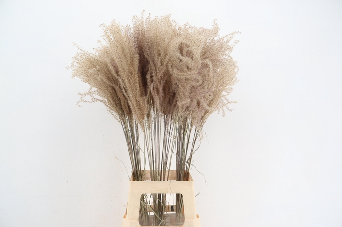 <h4>DF Miscanthus Dry Feather</h4>