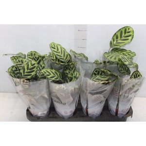 CALATHEA MAKOYAMA P12