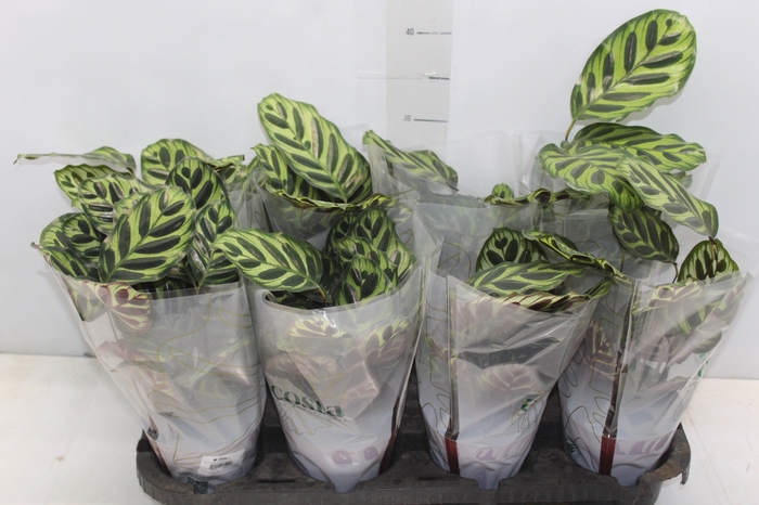 <h4>CALATHEA MAKOYAMA P12</h4>