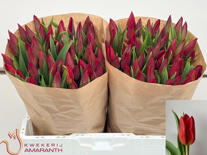 <h4>TU EN STRONG LOVE</h4>