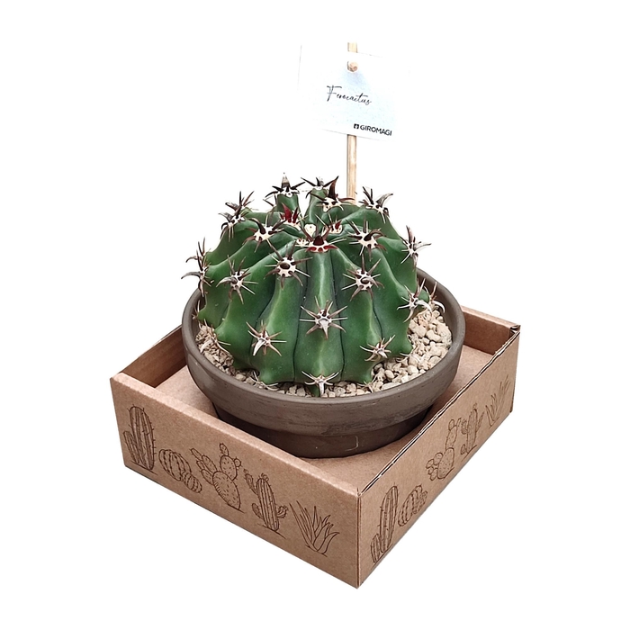 <h4>Ferocactus Horridus Brevispinus Keramiek Terracott</h4>