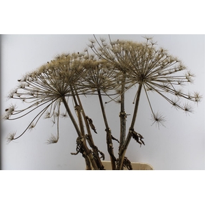 Berenklauw Gedroogd Xxl