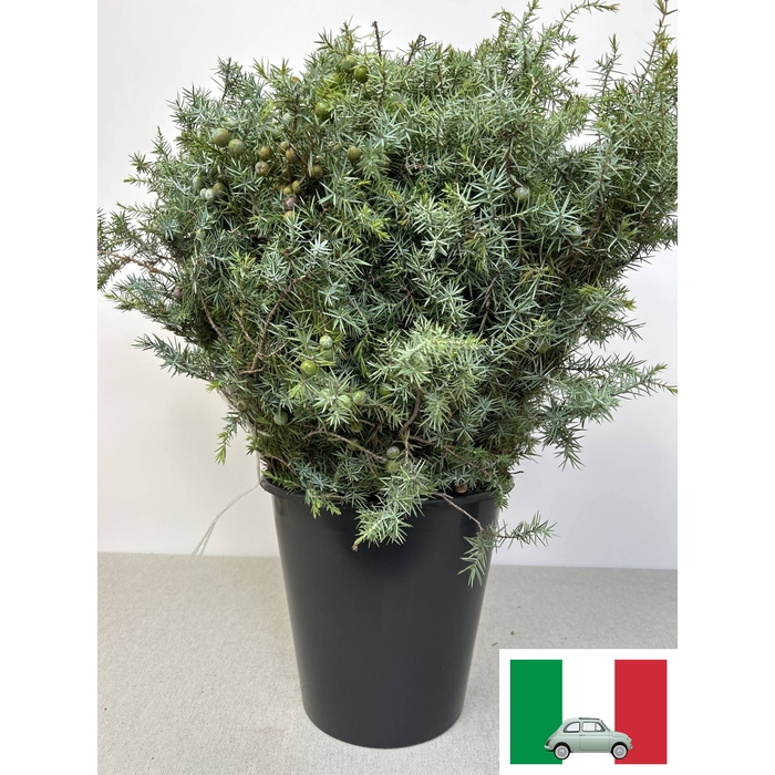 <h4>JUNIPERUS PB</h4>