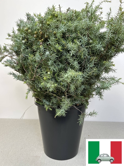 JUNIPERUS PB