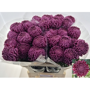 Chrys bl bigoudi purple