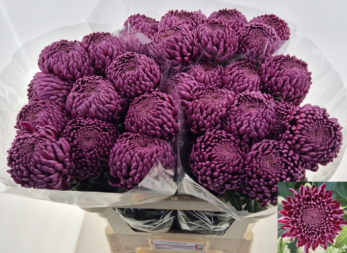 <h4>Chrys bl bigoudi purple</h4>