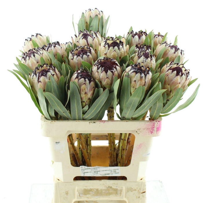 <h4>PROTEA MAG NIOBE</h4>