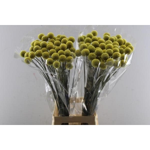 Craspedia (50 Per Pak) L 80