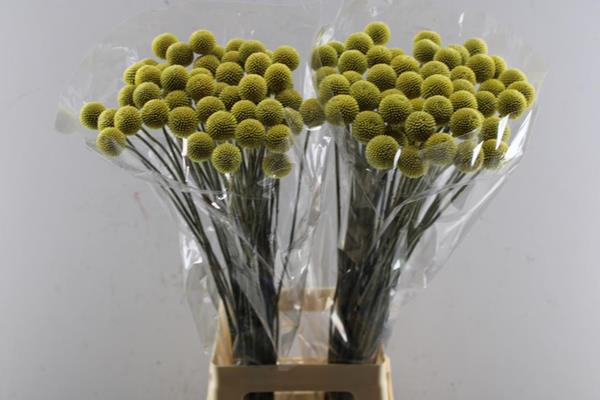 <h4>Craspedia (50 Per Pak) L 80</h4>