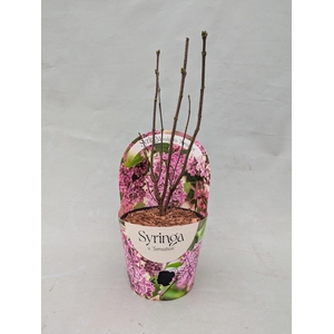 Syringa vulgaris 'Sensation' 17 cm in potcover