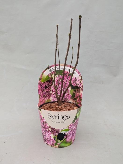 <h4>Syringa vulgaris 'Sensation' 17 cm in potcover</h4>