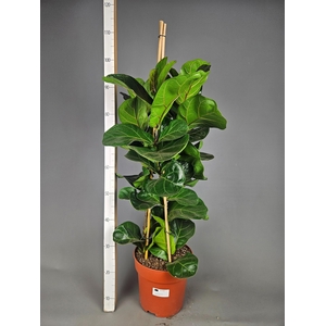FICUS LYRATA BAMBINO