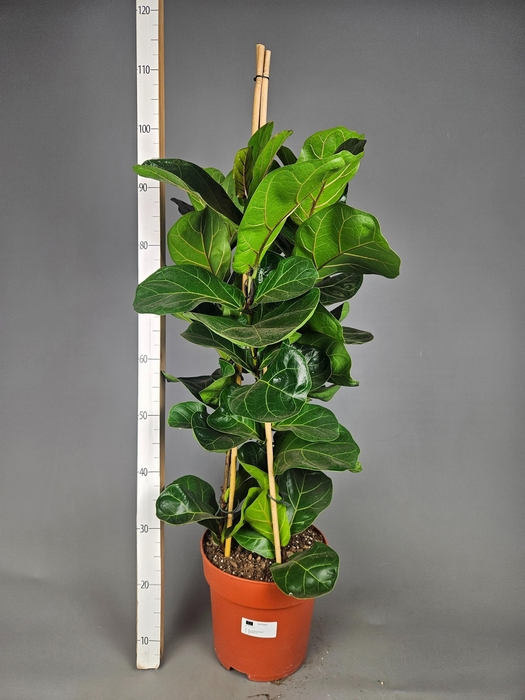 <h4>FICUS LYRATA BAMBINO</h4>