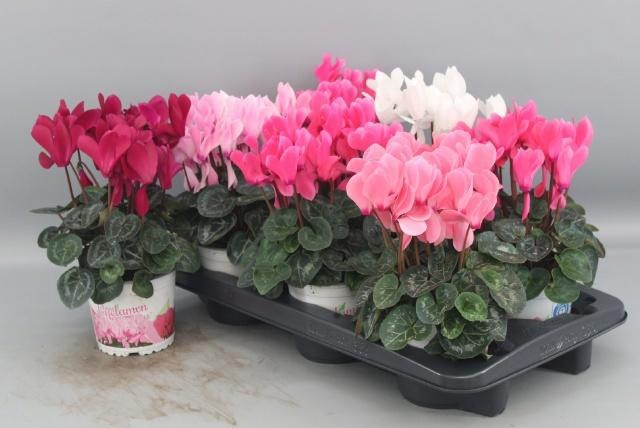 <h4>CYCL GR SUP XL</h4>