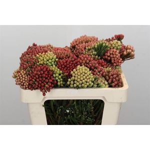 Cape green red strawberry (Brunia)