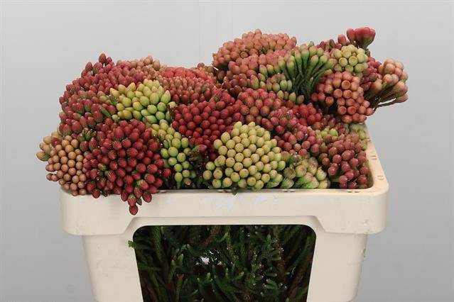 <h4>Cape green red strawberry (Brunia)</h4>