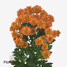 Chrys sa madiba ovada orange