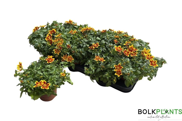 <h4>BID BIDY BM RED EYE</h4>