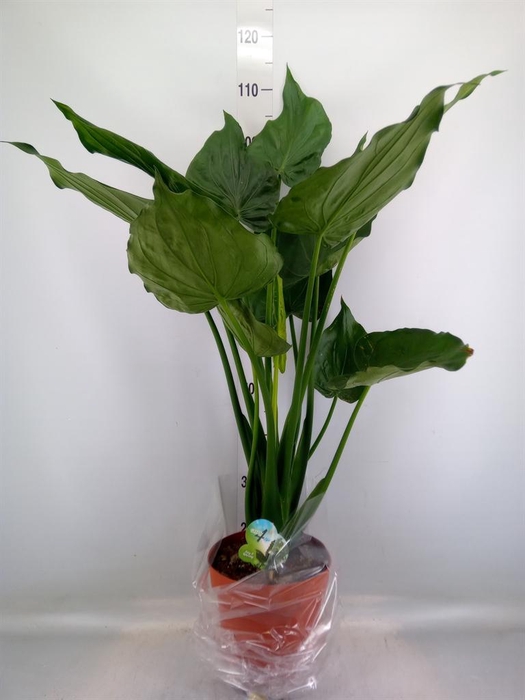 <h4>Alocasia cucullata</h4>