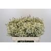 Chamelaucium Ivory Pearl