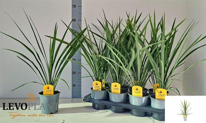 <h4>Cordyline indivisa 'Peko'</h4>