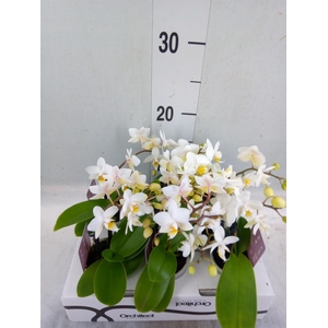 Phalaenopsis   ...mini