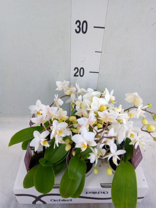 <h4>Phalaenopsis   ...mini</h4>