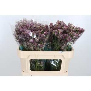 Astrantia Star Of Africa