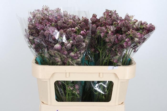 <h4>Astrantia Star Of Africa</h4>