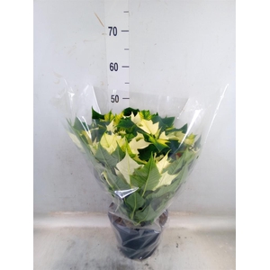 Euphorbia pulc. 'Alaska'