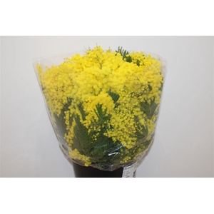 Mimosa Mirandol 500gr P Bunch