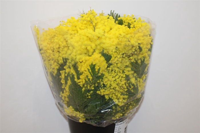 <h4>Mimosa Mirandol 500gr P Bunch</h4>
