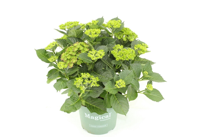 <h4>Hydrangea mac. 'Magical Amethyst'</h4>