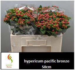 <h4>HYP PACIFIC BRONZE</h4>