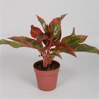 Aglaonema Crete 12Ø 35cm 2pp