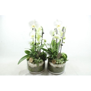 6805 CILINDER PHALAENOPSIS WIT