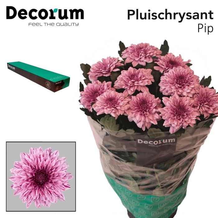 <h4>Chrysanthemum PL 'Pip'</h4>