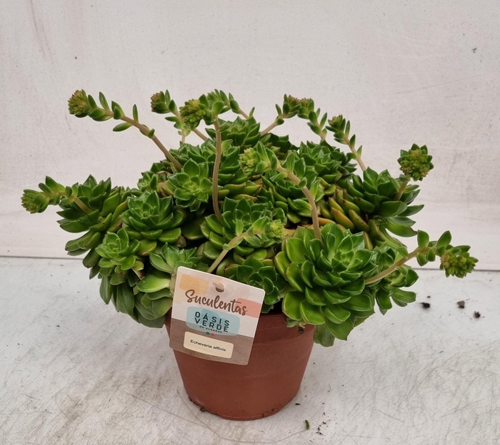 <h4>ECHEV AFFINIS</h4>