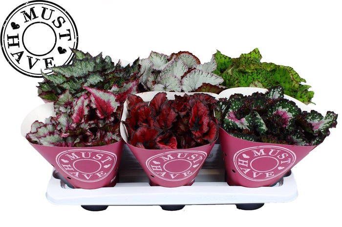 <h4>Bladbegonia Rex gemengd MUST HAVE</h4>