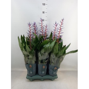 Aechmea  'Blue Rain'