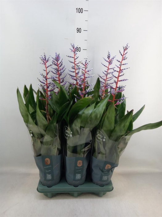 <h4>Aechmea  'Blue Rain'</h4>