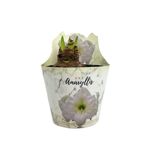 HIPPEAS EXTRA DENVER P14