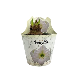 HIPPEAS EXTRA DENVER P14