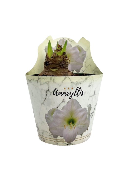 <h4>HIPPEAS EXTRA DENVER P14</h4>