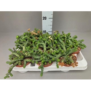 Crassula hottentot 10,5 cm
