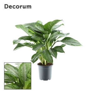 Aglaonema Silver Bay (Decorum)