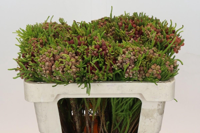 <h4>Kaaps Groen Strawberry Berzelia</h4>