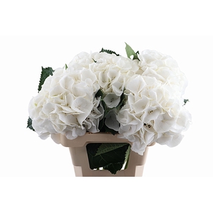 Hydr Schneeball 80 cm Vicini