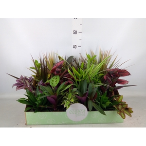 Planten  ..mix