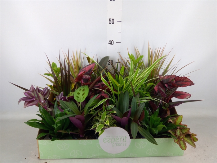 <h4>Planten  ..mix</h4>